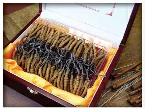 黎母山镇冬虫夏草回收